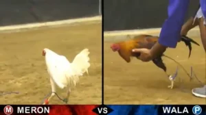 Bật Mí Cách Chơi Đá Gà Sabong Tại V9Bet Thắng Lớn Từ A Z 3 Bật Mí Cách Chơi Đá Gà Sabong Tại V9Bet Thắng Lớn Từ A Z